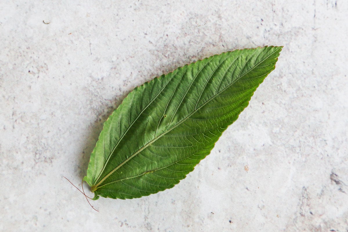 One jews mallow leaf, a close up shot