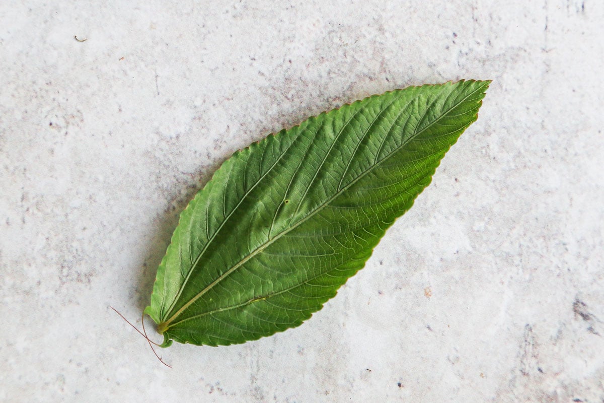 Una hoja de malva de los judíos, un primer plano