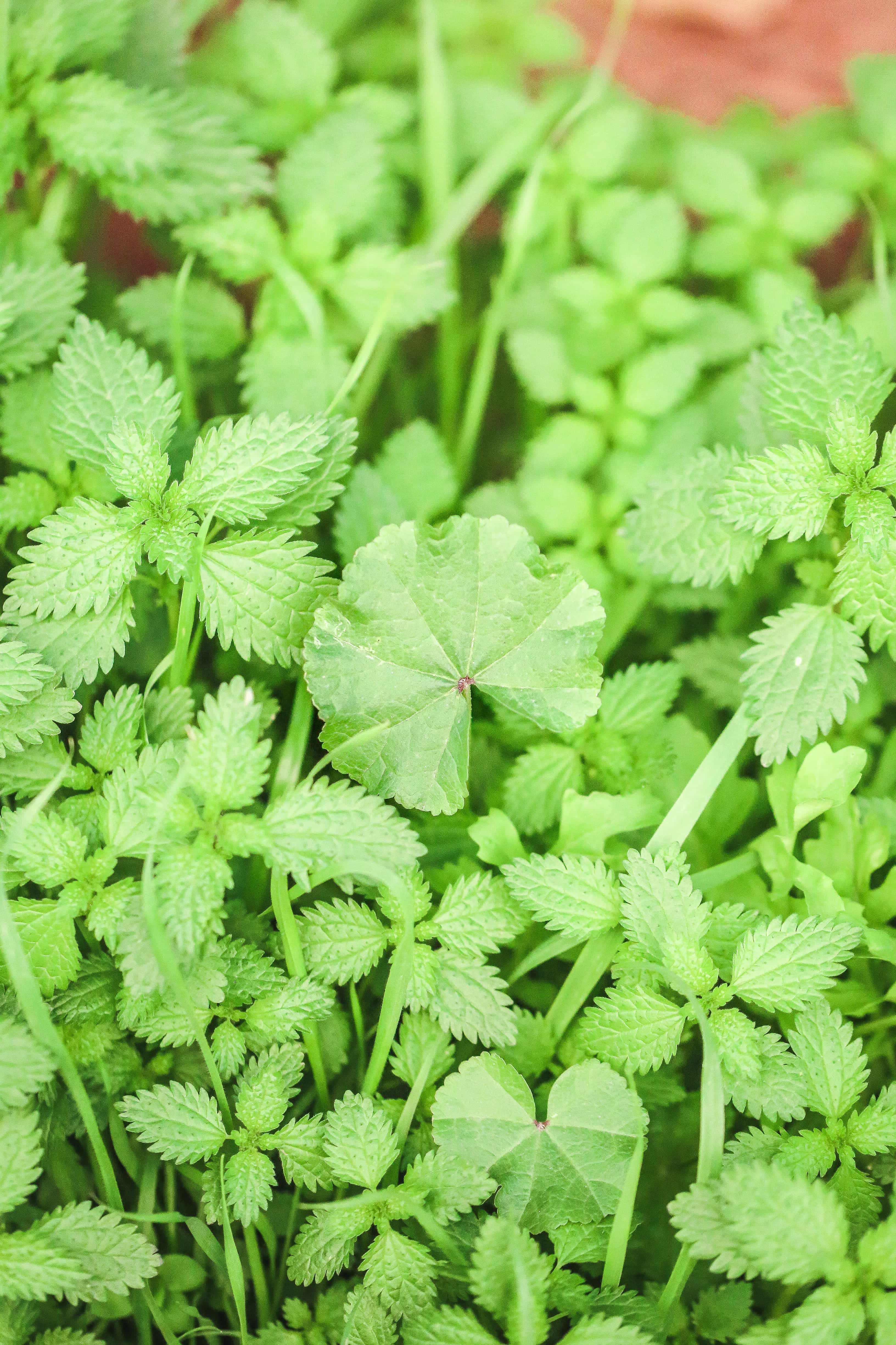 Mallow leaves in the wild growing next to nettles