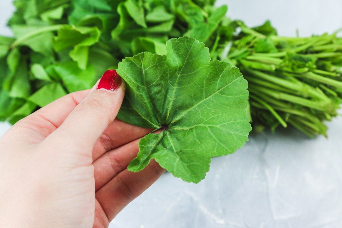 Holding a Mallow leaf