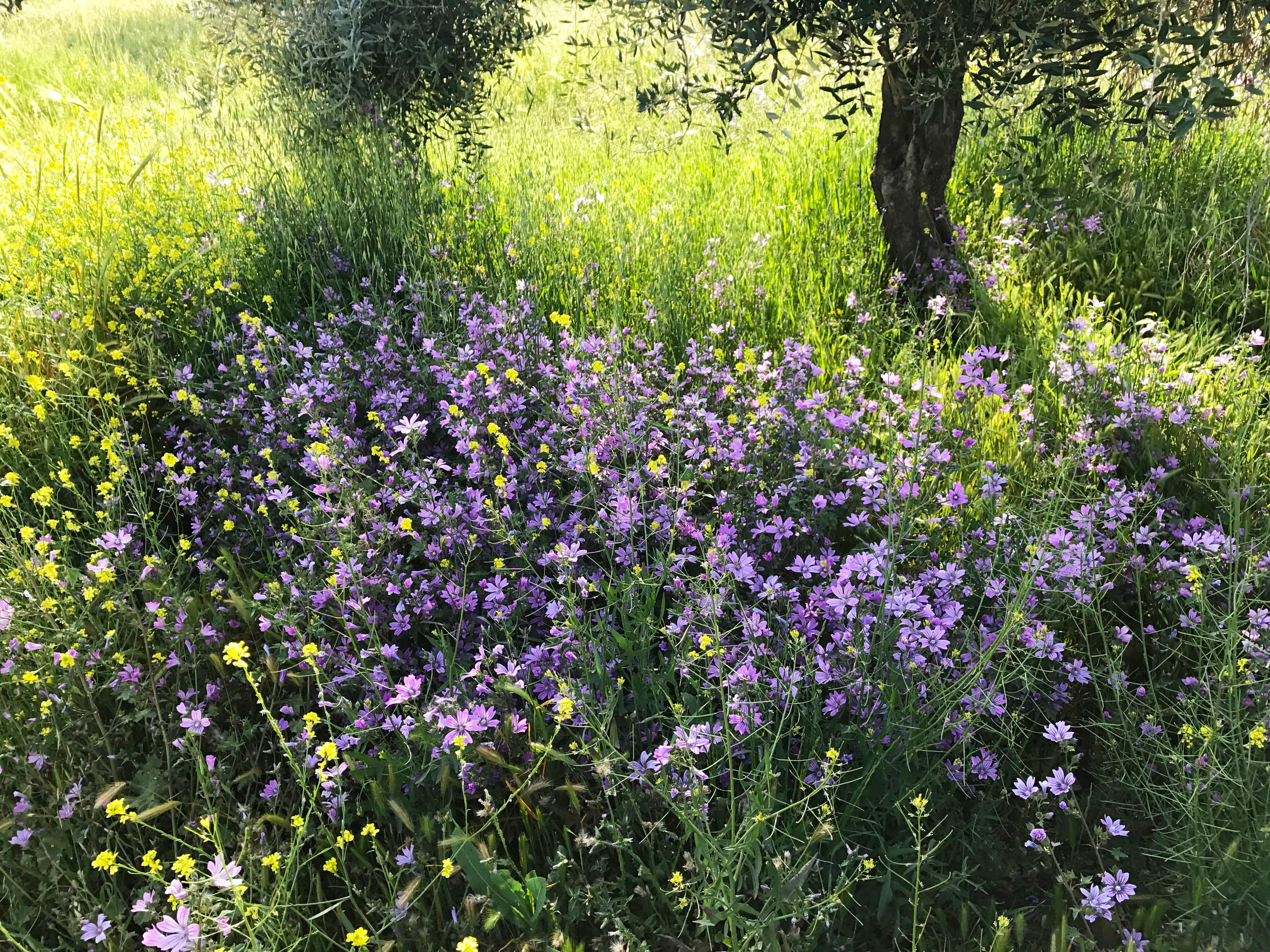 mallow purple blooms in the wild