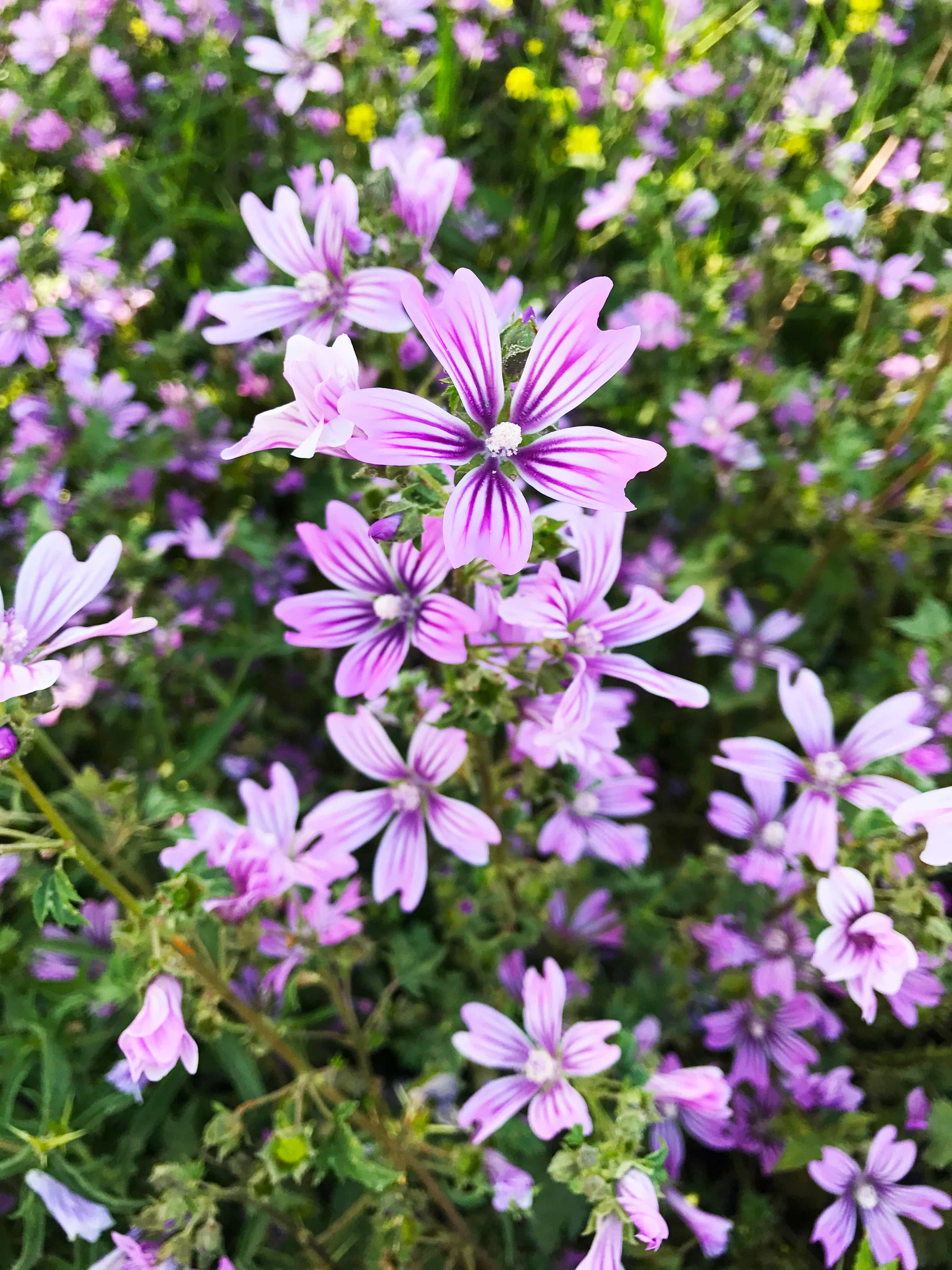 Mallow Malta flowers in the wild/a close up shot