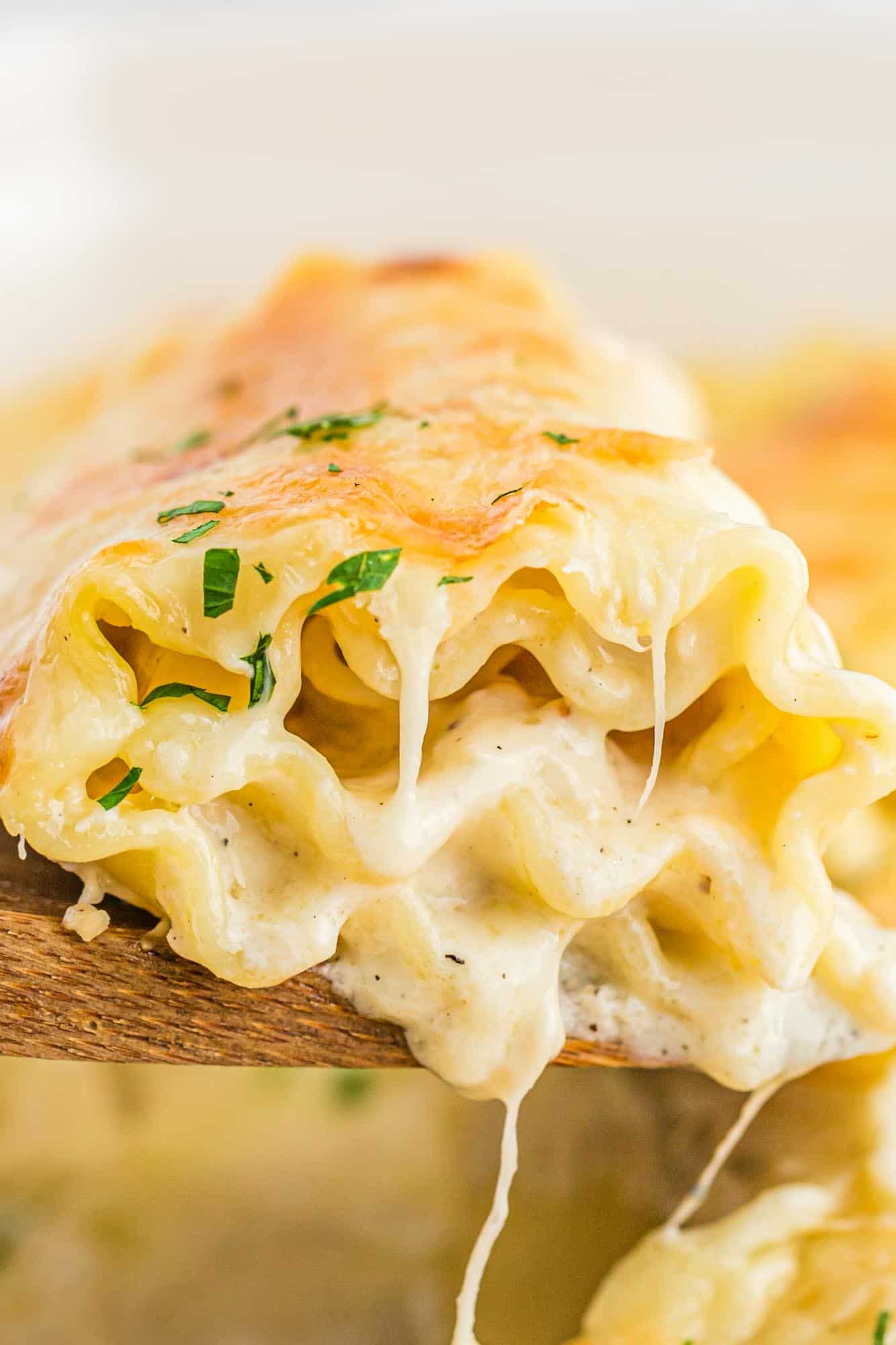 Cheesy and melty chicken alfredo lasagna roll up, on a wooden spoon (being served).