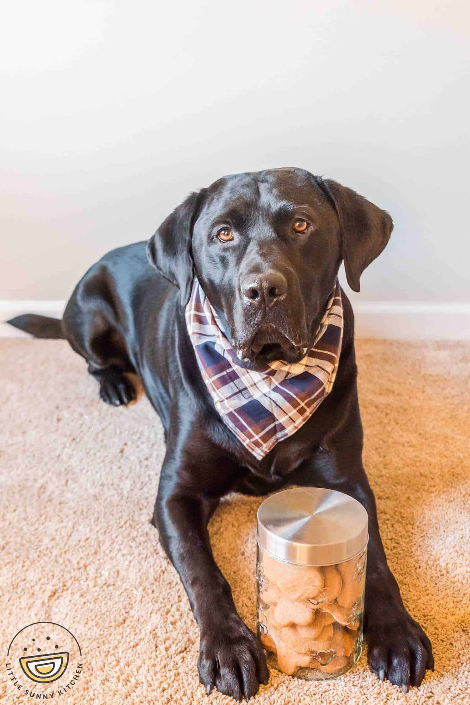 a large black dog, laying down, with a canister of homemade dog treats between his front legs