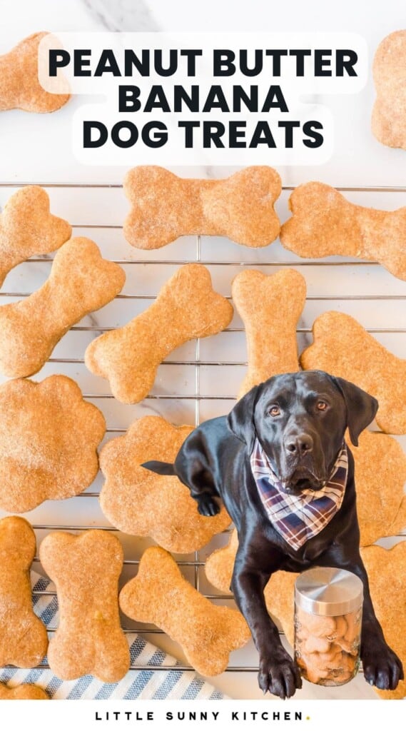 Background is homemade dog treats on a wire rack. overlaid is a photo of a black dog with a neck kerchief, holding a canister of homemade dog treats. Text overlay at top of image says "peanut butter banana dog treats"