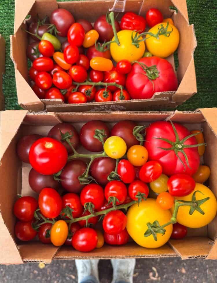 Two cardboard boxes filled with a colorful assortment of fresh tomatoes at a farmer’s market. The tomatoes vary in size and color, including red, yellow, orange, green, and deep purple varieties. Some are on the vine, and a few yellow bell peppers are also visible. The boxes rest on a green surface, and a pair of white shoes peek into the frame at the bottom.