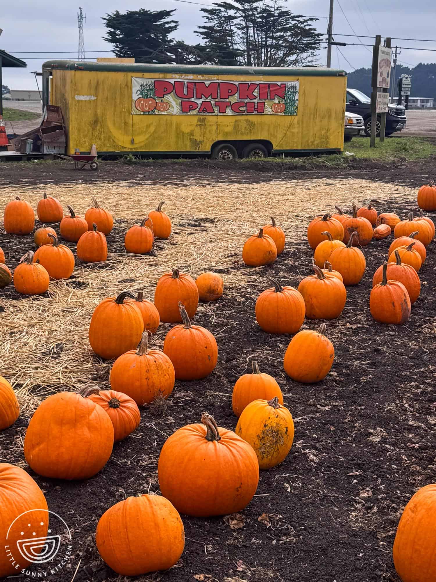 Pumpkins arranged in a pumpkin patch for a cozy fall pumpkin recipes roundup