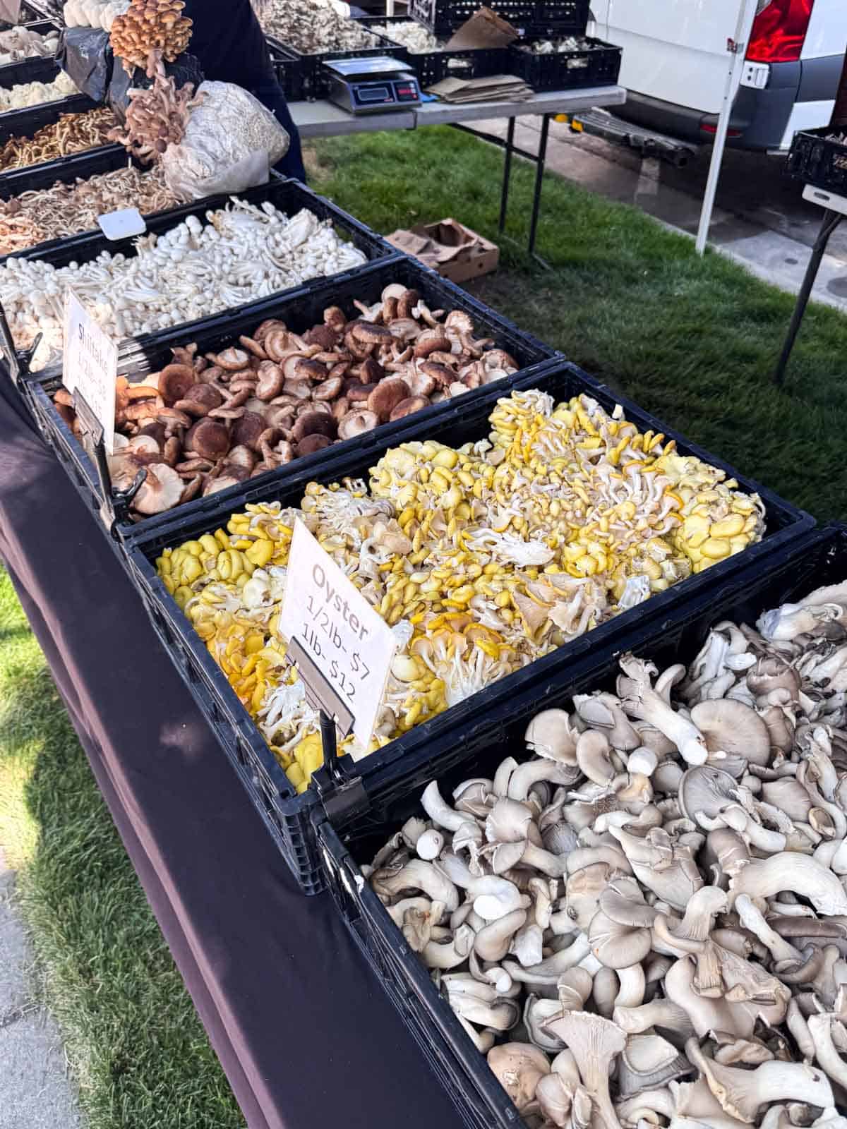 Crates of yellow oyster mushrooms and other fresh mushrooms at a farmers market stall.
