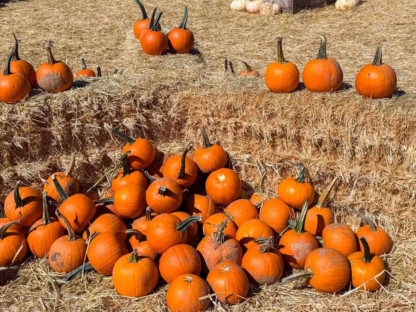 Small orange pumpkins displayed on hay bales at a pumpkin patch in autumn