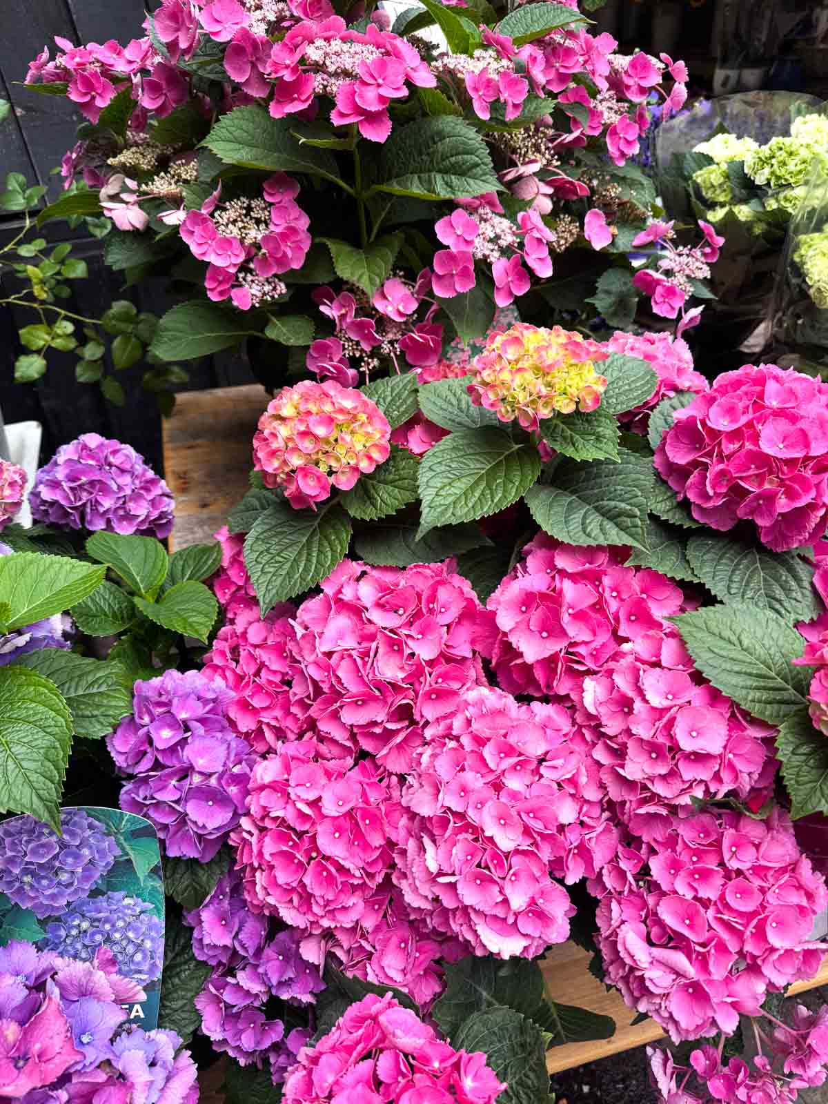 Colorful hydrangea plants with pink and purple blooms on display at a flower market.