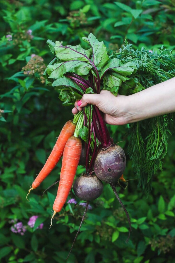 Russian Red Borscht Soup Recipe (Vegan) - Little Sunny Kitchen