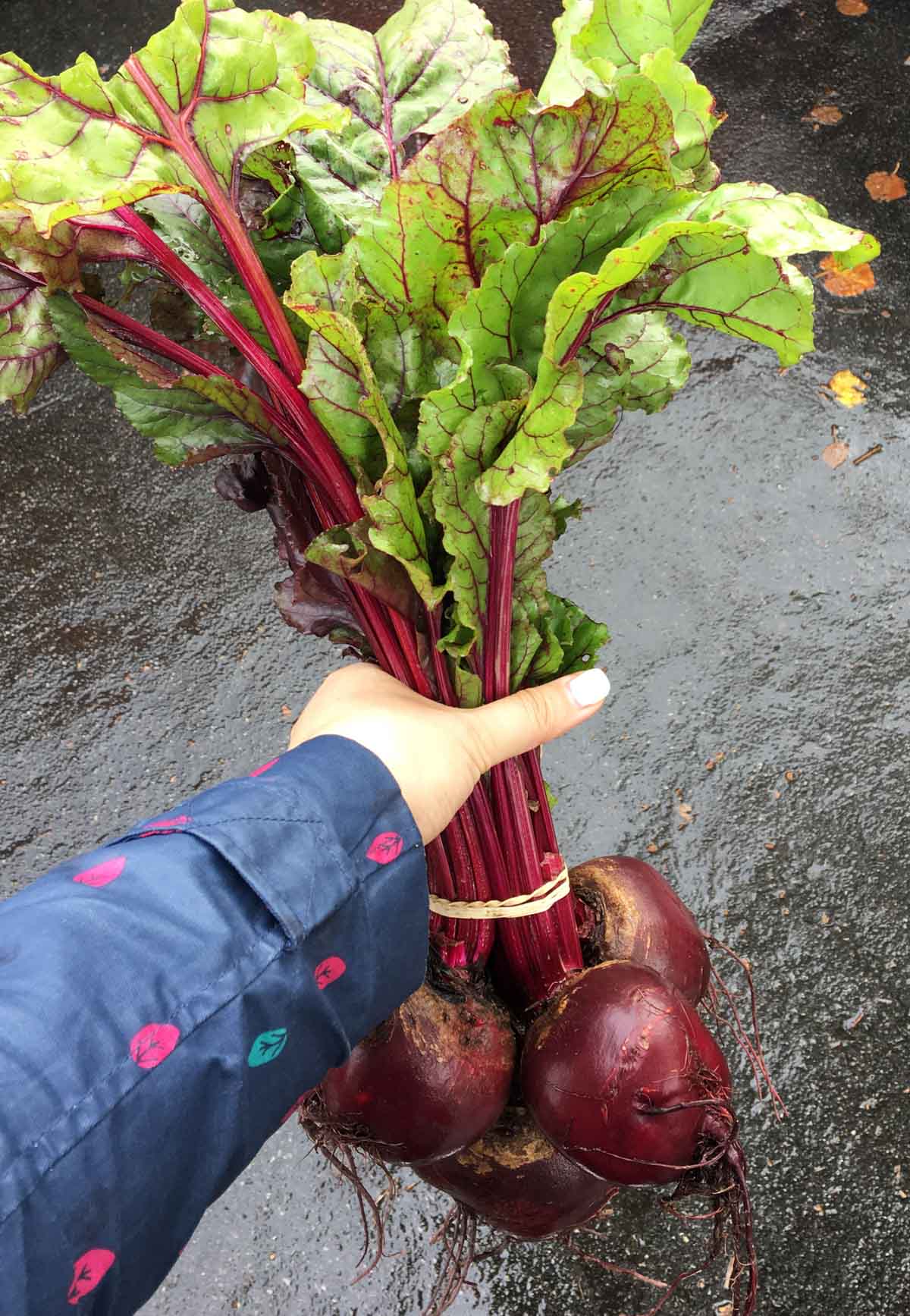 A bunch of fresh beetroots with green tops bought at a farmer's market